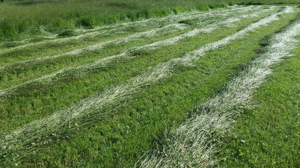 Grass ready for baler