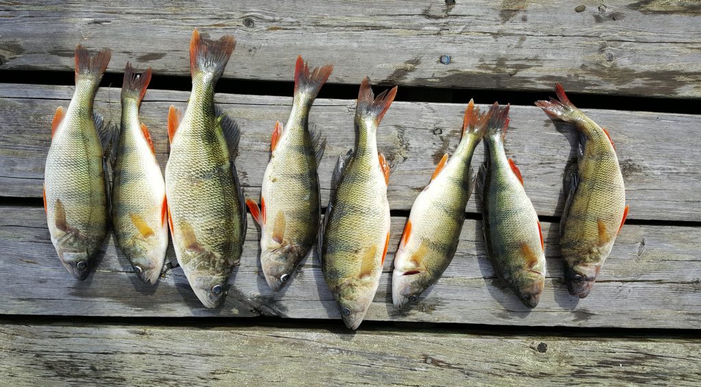 Pearches on a jetty