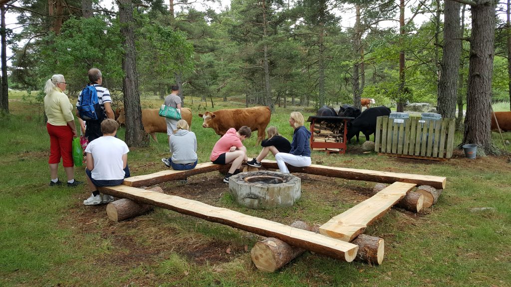 People and cattle around of of the fireplaces on the island