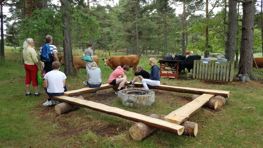 Många personer och tio kossor runt en av grillplatserna på ön