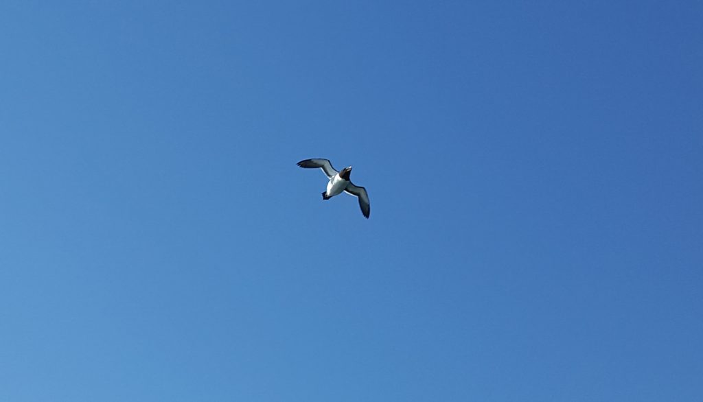 Razorbill in a blue sky